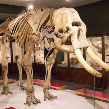 Manchester Museum