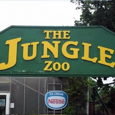 The Jungle Zoo